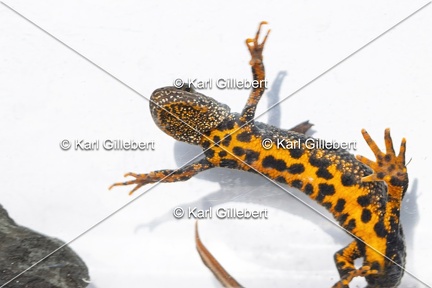 Karl-Gillebert-triton-crete-Triturus-cristatus-1845