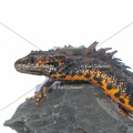 Karl-Gillebert-triton-crete-Triturus-cristatus-1858