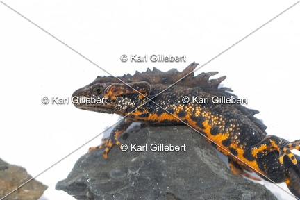 Karl-Gillebert-triton-crete-Triturus-cristatus-1858