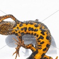Karl-Gillebert-triton-crete-Triturus-cristatus-1982