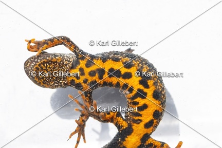 Karl-Gillebert-triton-crete-Triturus-cristatus-1982