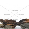 Karl-Gillebert-triton-crete-Triturus-cristatus-1997