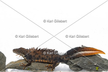 Karl-Gillebert-triton-crete-Triturus-cristatus-1997