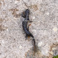 Karl-Gillebert-triton-crete-Triturus-cristatus-2045