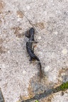 Karl-Gillebert-triton-crete-Triturus-cristatus-2045