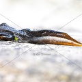 Karl-Gillebert-triton-crete-Triturus-cristatus-2057