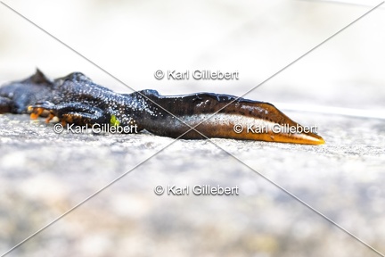 Karl-Gillebert-triton-crete-Triturus-cristatus-2057