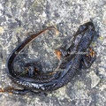 Karl-Gillebert-triton-crete-Triturus-cristatus-2069