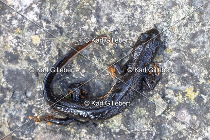 Karl-Gillebert-triton-crete-Triturus-cristatus-2069