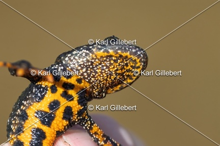 Karl-Gillebert-triton-crete-Triturus-cristatus-2079
