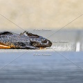Karl-Gillebert-triton-crete-Triturus-cristatus-2085