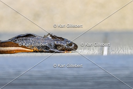 Karl-Gillebert-triton-crete-Triturus-cristatus-2085