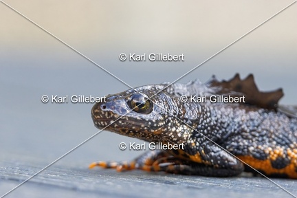 Karl-Gillebert-triton-crete-Triturus-cristatus-2123