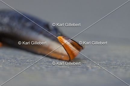 Karl-Gillebert-triton-crete-Triturus-cristatus-2132