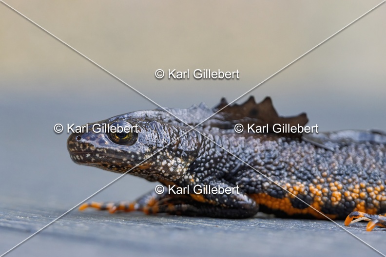 Karl-Gillebert-triton-crete-Triturus-cristatus-2136.jpg