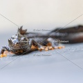 Karl-Gillebert-triton-crete-Triturus-cristatus-2151
