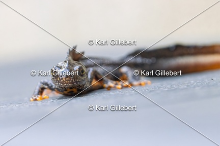 Karl-Gillebert-triton-crete-Triturus-cristatus-2151