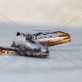 Karl-Gillebert-triton-crete-Triturus-cristatus-2164