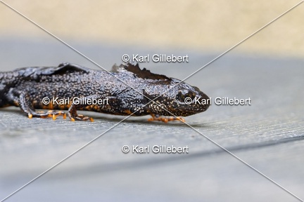 Karl-Gillebert-triton-crete-Triturus-cristatus-2177