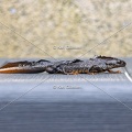 Karl-Gillebert-triton-crete-Triturus-cristatus-2206