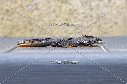Karl-Gillebert-triton-crete-Triturus-cristatus-2206