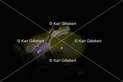 Karl-Gillebert-Rainette-verte-Hyla-arborea-4007-DeNoiseAI-clear