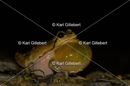 Karl-Gillebert-Rainette-verte-Hyla-arborea-4025-DeNoiseAI-clear