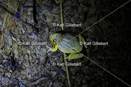 Karl-Gillebert-Rainette-verte-Hyla-arborea-4052-DeNoiseAI-clear