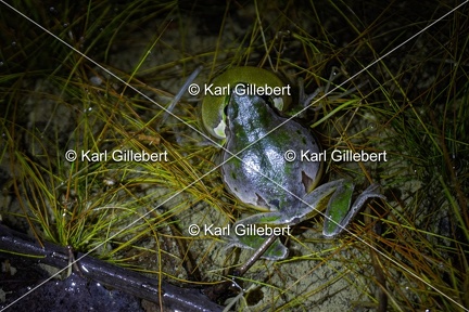 Karl-Gillebert-Rainette-verte-Hyla-arborea-4064-DeNoiseAI-clear