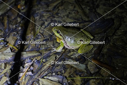 Karl-Gillebert-Rainette-verte-Hyla-arborea-4074-DeNoiseAI-clear