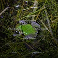 Karl-Gillebert-Rainette-verte-Hyla-arborea-4078-DeNoiseAI-clear