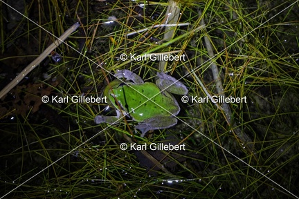 Karl-Gillebert-Rainette-verte-Hyla-arborea-4078-DeNoiseAI-clear