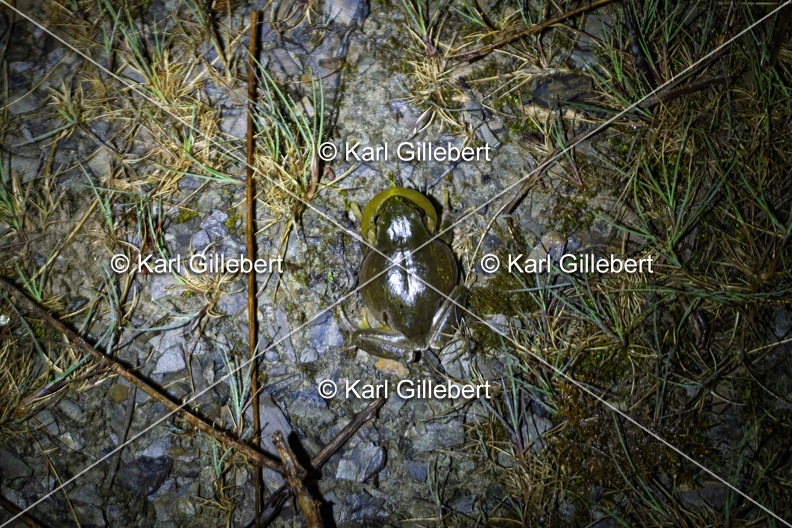 Karl-Gillebert-Rainette-verte-Hyla-arborea-4086-DeNoiseAI-clear.jpg