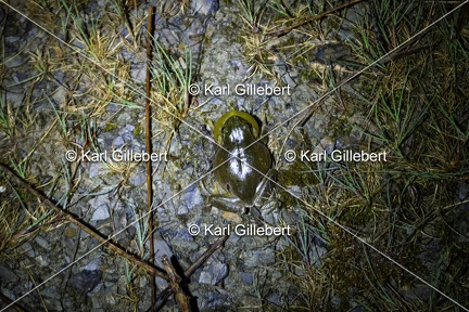 Karl-Gillebert-Rainette-verte-Hyla-arborea-4086-DeNoiseAI-clear