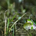 Karl-Gillebert-Rainette-verte-Hyla-arborea-3627-DeNoiseAI-clear