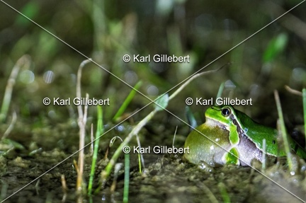 Karl-Gillebert-Rainette-verte-Hyla-arborea-3627-DeNoiseAI-clear