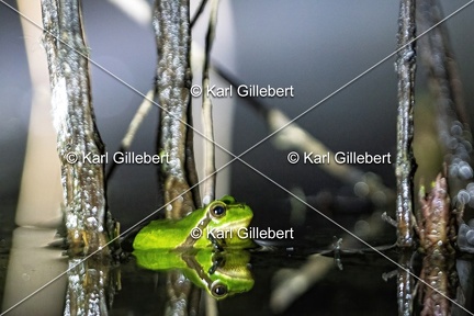 Karl-Gillebert-Rainette-verte-Hyla-arborea-3667-DeNoiseAI-clear