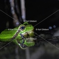 Karl-Gillebert-Rainette-verte-Hyla-arborea-3684-DeNoiseAI-clear
