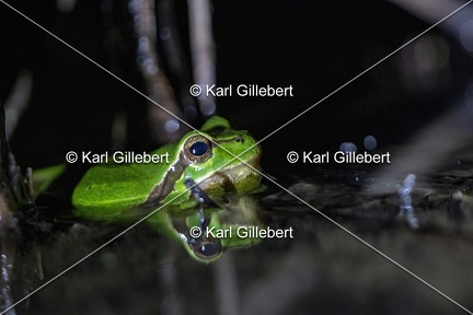 Karl-Gillebert-Rainette-verte-Hyla-arborea-3684-DeNoiseAI-clear