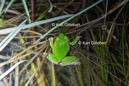 Karl-Gillebert-Rainette-verte-Hyla-arborea-3717-DeNoiseAI-clear