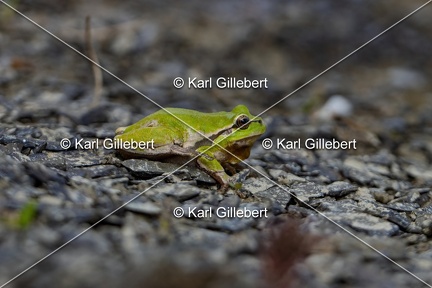 Karl-Gillebert-Rainette-verte-Hyla-arborea-3725-DeNoiseAI-clear