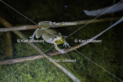 Karl-Gillebert-Rainette-verte-Hyla-arborea-3818-DeNoiseAI-clear