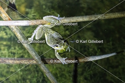 Karl-Gillebert-Rainette-verte-Hyla-arborea-3840-DeNoiseAI-clear