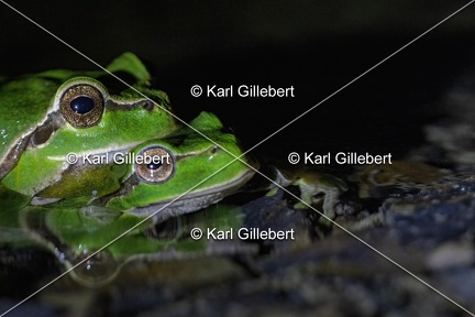Karl-Gillebert-Rainette-verte-Hyla-arborea-3862-DeNoiseAI-clear