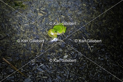 Karl-Gillebert-Rainette-verte-Hyla-arborea-3875-DeNoiseAI-clear