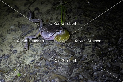 Karl-Gillebert-Rainette-verte-Hyla-arborea-3878-DeNoiseAI-clear