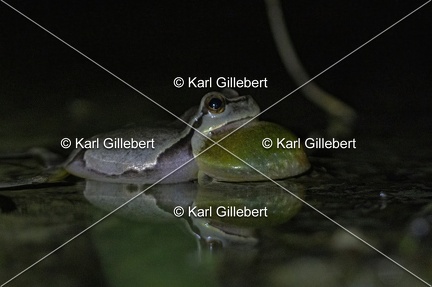 Karl-Gillebert-Rainette-verte-Hyla-arborea-3883-DeNoiseAI-clear