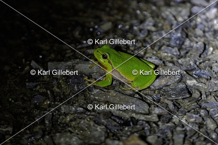 Karl-Gillebert-Rainette-verte-Hyla-arborea-3888-DeNoiseAI-clear