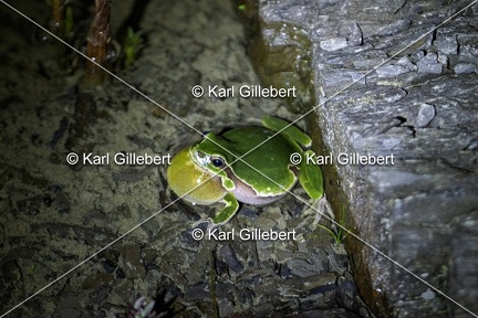 Karl-Gillebert-Rainette-verte-Hyla-arborea-3915-DeNoiseAI-clear