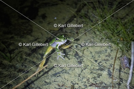 Karl-Gillebert-Rainette-verte-Hyla-arborea-3918-DeNoiseAI-clear